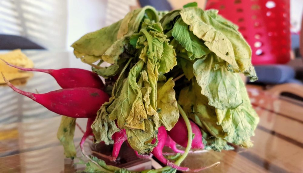 Leaf to Root? Diese Blätter schmecken noch, obwohl sie schon welk sind.